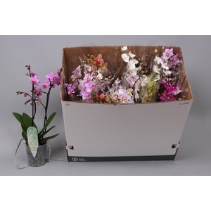 PHAL MF GEM 8 KL