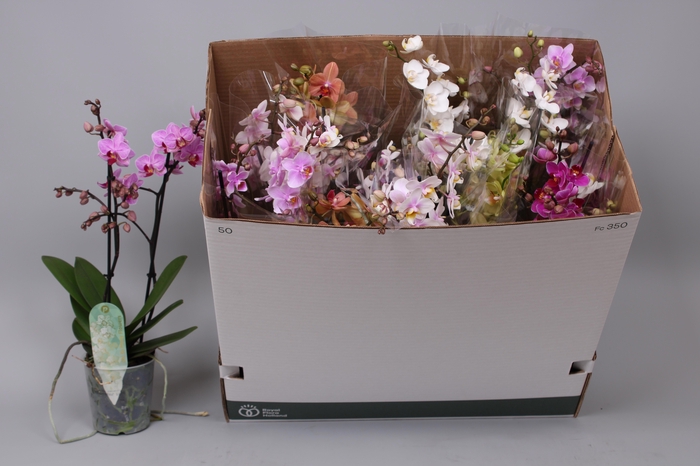 <h4>PHAL MF GEM 8 KL</h4>