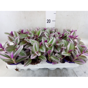 Tradescantia cerinth. 'Nanouk'