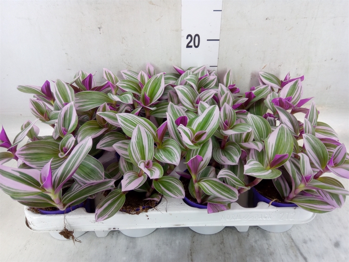 <h4>Tradescantia cerinth. 'Nanouk'</h4>
