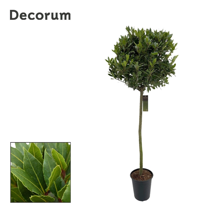 <h4>Laurus nobilis Bol op stam</h4>