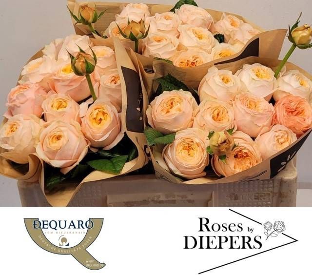 <h4>R Tr Chester Square Diepers</h4>