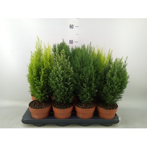 Conifers   ...mix