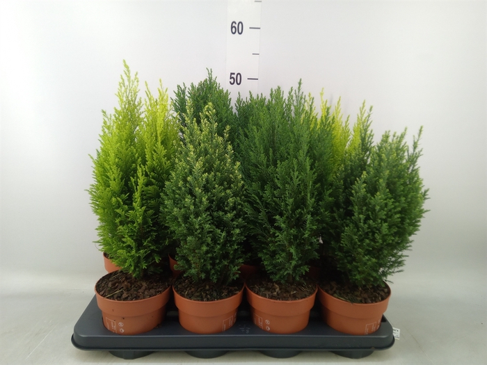 <h4>Conifers   ...mix</h4>
