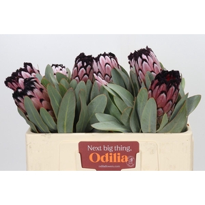 Protea African Didi
