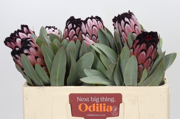 <h4>Protea African Didi</h4>