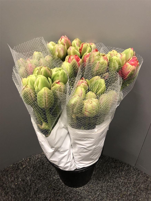 <h4>Tu Courtine Parrot</h4>