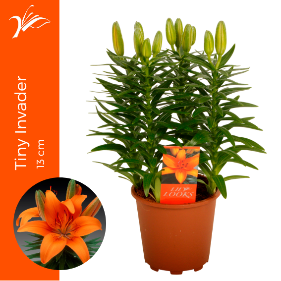 <h4>Lilium Tiny Invader 13 cm (az. lelie)</h4>
