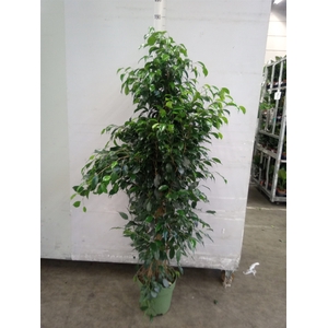 Ficus benja. 'Danielle'