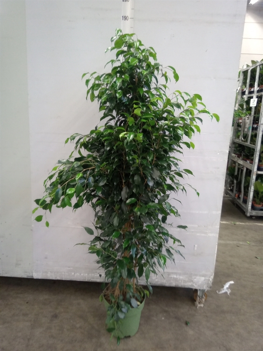 <h4>Ficus benja. 'Danielle'</h4>