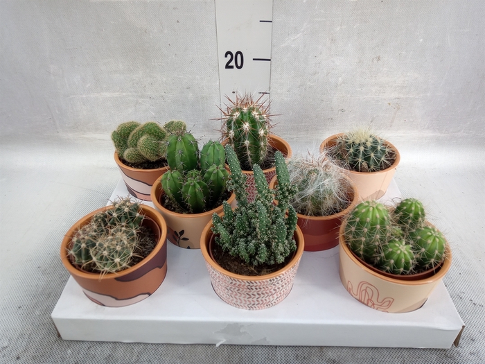 <h4>Cactus   ...</h4>