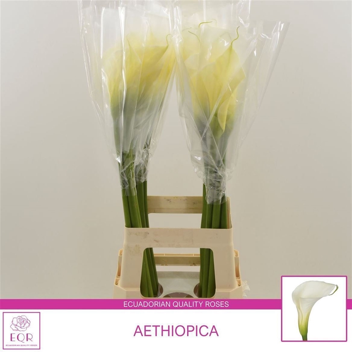 <h4>Aethiopica Overig</h4>