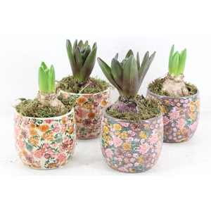 arr4 Hyacint FL - Late fashion x12