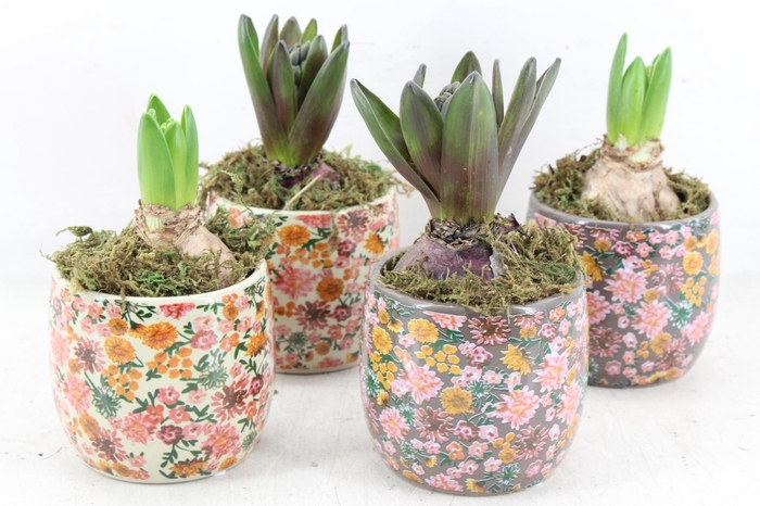 <h4>arr4 Hyacint FL - Late fashion x12</h4>