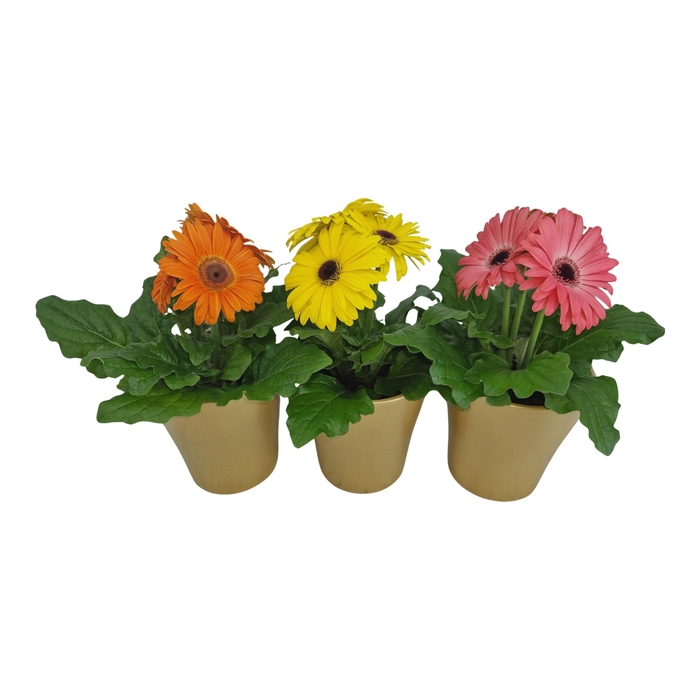 <h4>Gerbera 2+ bl in stefanie goud keramiek</h4>