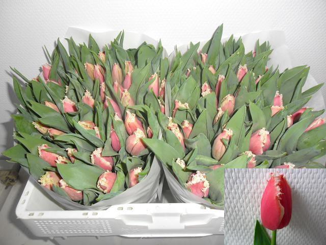 <h4>TU FR NEW SANTA</h4>