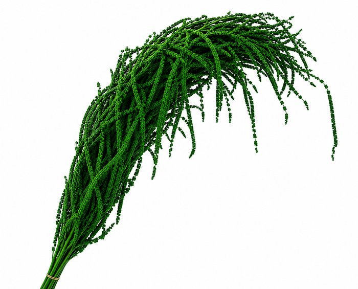 <h4>Dried Bleached Amaranthus Caudatus Dark Green</h4>