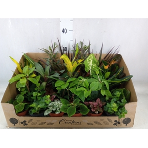 Planten Groen   ...mix 24