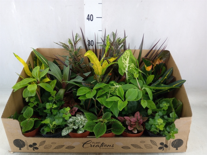 <h4>Planten Groen   ...mix 24</h4>