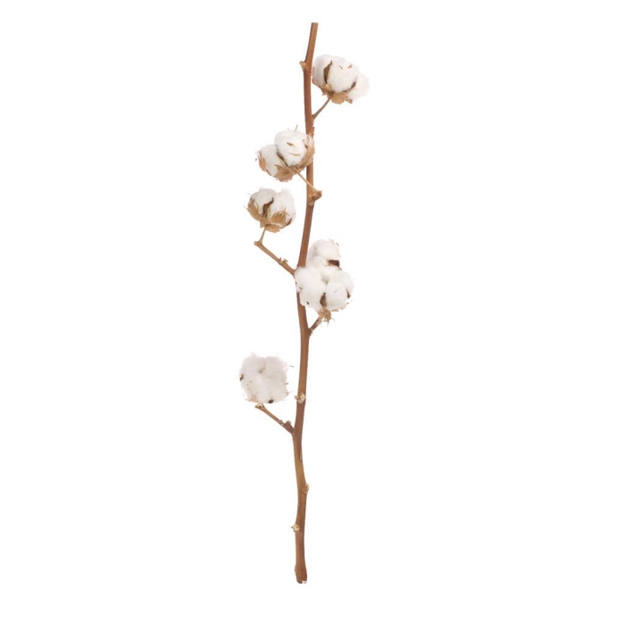 <h4>Cotton Branch 6 Heads Natural</h4>