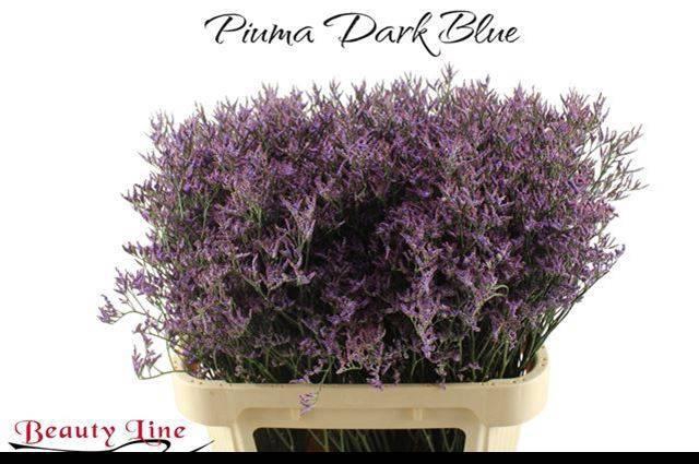 <h4>LIM PIUMA DARK BLUE</h4>