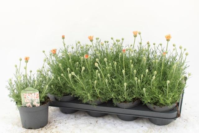 <h4>RHODAN H ZAGORA ORAN</h4>