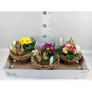 Arr.   Tuinplanten L%