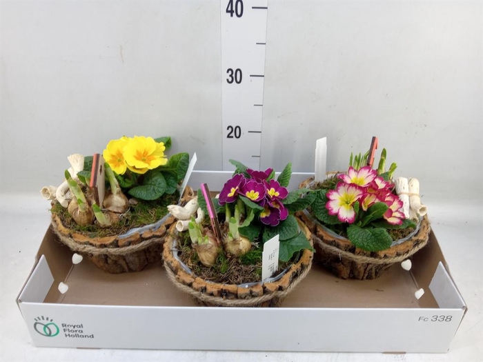 <h4>Arr. Tuinplanten L%</h4>