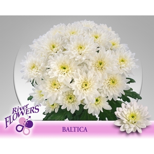 CHR T Baltica 105 gram