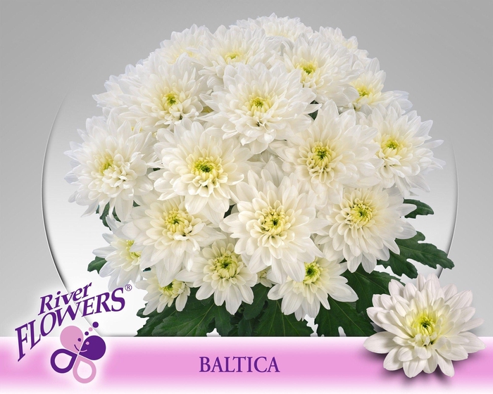 <h4>CHR T Baltica 105 gram</h4>