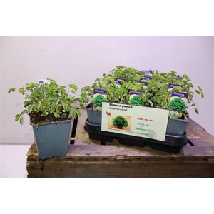 Mimosa Pudica