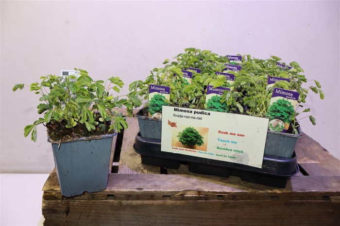 <h4>Mimosa Pudica</h4>