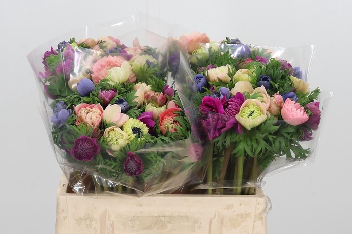 <h4>Anem Co Levan Blu</h4>