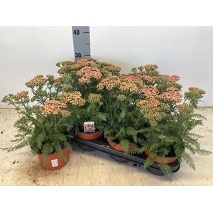 ACHI MILLEFOLIUM