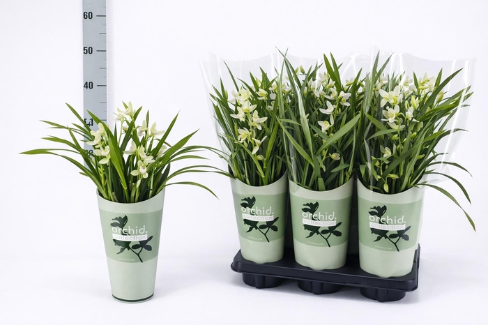 <h4>CYMB OVERIG</h4>