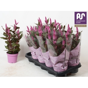 CEL MERIDA PINK