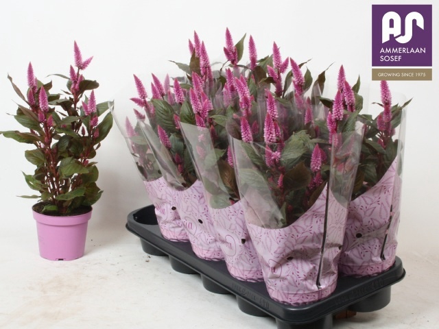 <h4>CEL MERIDA PINK</h4>