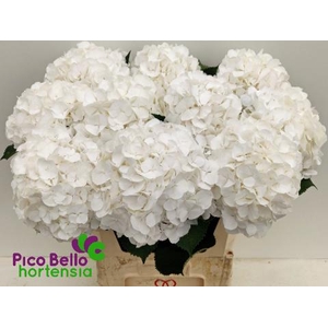 Hydrangea white verena