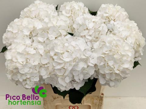 <h4>Hydrangea white verena</h4>