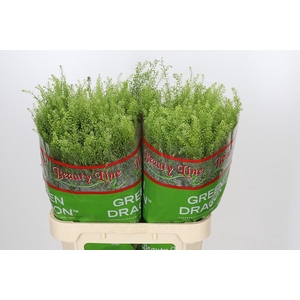 Lepidium Green Dragon