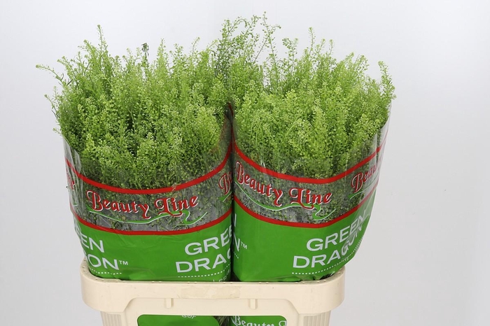 <h4>Lepidium Green Dragon</h4>