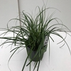 Carex oshimensis