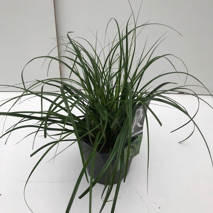 <h4>Carex oshimensis</h4>
