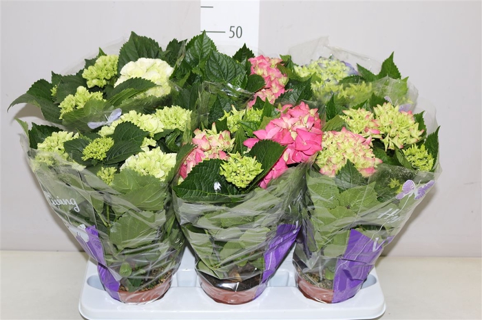 <h4>Hydrangea Gemengd 5-7</h4>
