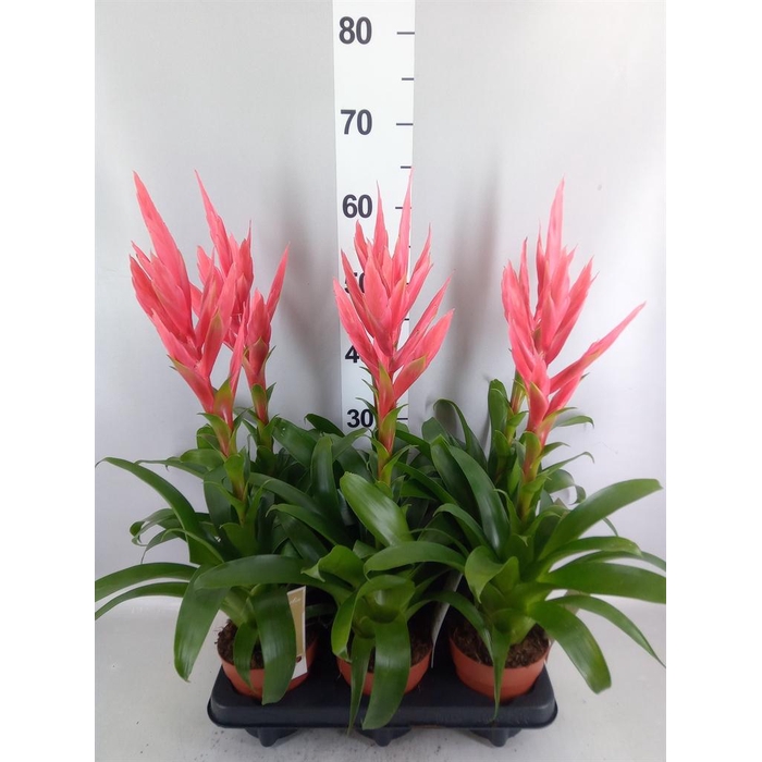 <h4>Tillandsia  'Ziva'</h4>