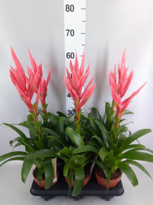 <h4>Tillandsia  'Ziva'</h4>