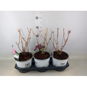 Hydrangea arbor. 'Annabelle'