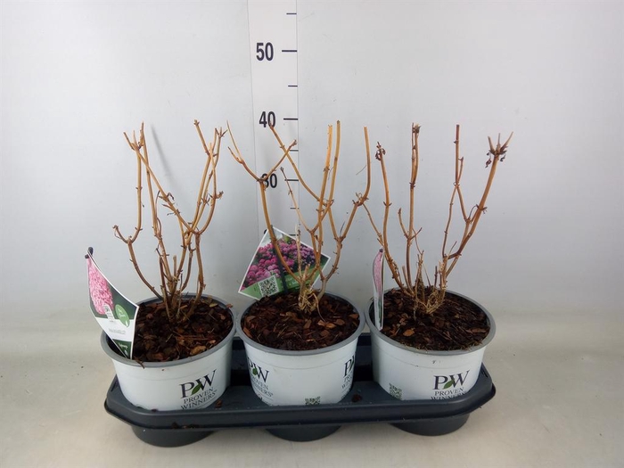 <h4>Hydrangea arbor. 'Annabelle'</h4>