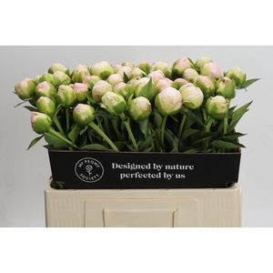 Paeonia In Full Sail