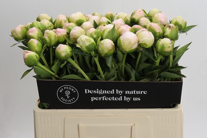 <h4>Paeonia In Full Sail</h4>